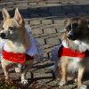 A photo-shoot for some awesome dogs!