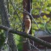 A hawk in the backyard