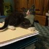 A foster kitten, Jager