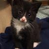 A foster kitten, Gideon