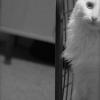 One of my favorite subjects, Jiffy