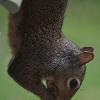 Squirrel hanging around