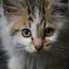 A saved kitten