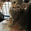 A rescued kitten, Hollywood