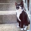 Finnegan's best friend, Purrcy